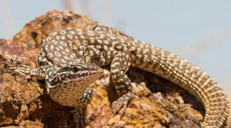 Ackie Monitor close-up